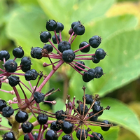 Aralia cachemirica CC4578